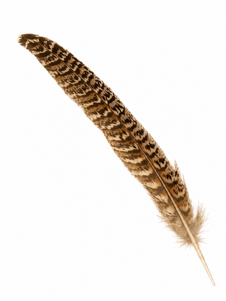 Pheasant Feather