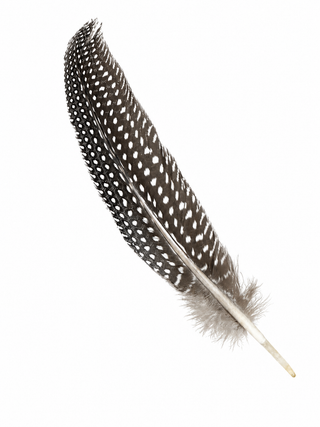 Guineafowl Feather